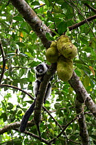 Black and white ruffed lemur (Varecia varigata) feeding on bread fruit, Kianjavato Lemur Project, Madagascar biodiversity partnership, Ranomafana, Madagascar.
