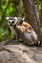 Ring tailed lemur (Lemur catta) carrying young,  Anja Community Reserve, Ambalavao, Madagascar.