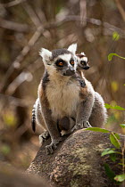 Ring tailed lemur (Lemur catta) carrying twins,  Anja Community Reserve, Ambalavao. Madagascar