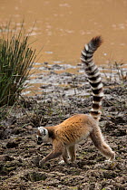 Ring tailed lemur walking on edge of lake (Lemur catta) Anja Community Reserve, Ambalavao Madagascar.