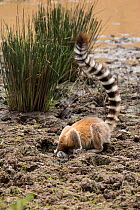 Ring tailed lemur (Lemur catta) drinking from area trampled by cattle surrounding lake, Anja Community Reserve. Ambalavao, Madagascar.