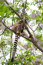 Ring tailed lemur (Lemur catta) mother with twins in tree. Anja Community Reserve, Ambalavao, Madagascar.