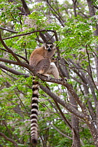 Ring tailed lemur (Lemur catta) in tree, Anja Community Reserve, Ambalavao, Madagascar.