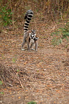 Ring tailed lemur (Lemur catta) mother carrying twins on forest floor, Anja Community Reserve,  Ambalavao, Madagascar.