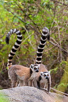 Ring tailed lemur (Lemur catta)  pair on rocky outcrop, Anja Community Reserve, Ambalavao,  Madagascar