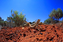 Central netted dragon lizard (Ctenophorus nuchalis) male basking on arid sand plain near Laverton, Western Australia