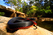 Red-bellied blacksnake (Pseudechis porphyriacus) female from the upper Pambula River, New South Wales, Australia.