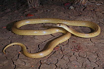 Speckled brown snake (Pseudonaja guttata) sub adult from the black soil plains in the channel country near Boulia, Queensland, Australia.