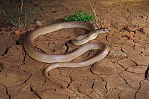Speckled brown snake (Pseudonaja guttata) subadult, black soil plains in the channel country near Boulia, Queensland, Australia.