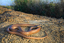 Strap-snouted brown snake (Pseudonaja aspidorhyncha) basking in the late afternoon,levee near Quilpie, Queensland, Australia.