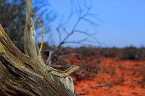 Western Bearded Dragon (Pogona minor) subadult basking on a mulga branch near Carnarvon, Western Australia.