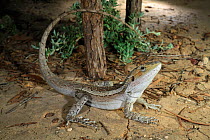 Burn&#39;s dragon (Amphibolurus burnsi) male lizard, Brigalow habitat near Hebe, Queensland., Australia, January.