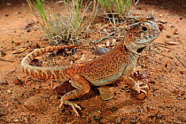 Gibber Dragon (Ctenophorus gibba) male, near Marree in central South Australia.