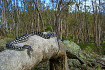 Inland Carpet Python (Morelia spilota metcalfei) adult basking on fallen log, Mount Meg, Victoria, Australia.