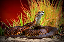 Lowland copperhead snake (Austrelaps superbus) sub adult female, upper Merri Creek in northern metropolitan Melbourne, Australia.