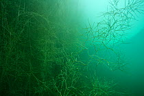 Sago pondweed or Fennel pondweed, (Potamogeton pectinatus) Lake Neuchatel, close to Serrires, Canton of Neuchatel, Switzerland, July.  Photographed for The Freshwater Project.