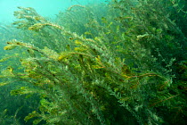Watermilfoil (Myriophyllum spicatum) at the beginning of autumn, in a strong underwater current, Lake Neuchatel. Close to Boudry, Canton of Neuchatel, Switzerland, September. Photographed for The Fre...