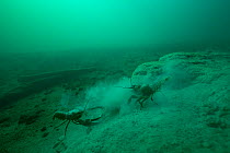 Signal crayfish (Pacifastacus leniusculus), fighting over burrow dug in soft limestone ground. Lake Neuchatel, close to Boudry, Canton of Neuchatel, Switzerland. October. Photographed for The Freshwat...