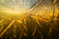 Reeds under the ice, water colour caused by dissolved tannins. Oxbow lake of the Vieille Thielle (Alte Zihl), close to Cressier, Canton of Neuchatel, Switzerland, January. Photographed for The Freshwa...