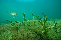 European perch (Perca fluviatilis) in Lake Neuchatel, close to Boudry, Canton of Neuchatel, Switzerland, September.