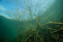 Beaver lodge under water, in the Vieille Thielle Alte Zihl), close to Cressier, Canton of Neuchatel, Switzerland, April. Photographed for The Freshwater Project.