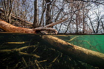 Trees felled by beavers, with marks of the teeth, near a Beaver lodge, under water, Vieille Thielle (Alte Zihl), close to Cressier, Canton of Neuchatel, Switzerland. April. Photographed for The Freshw...