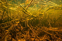 Debris of reed, other aquatic plants and wood in a small creek of the Berner Seeland, between Lake Morat and Lake Neuchatel. Close to Witzwil, Canton of Berne, Switzerland, April.  Photographed for T...