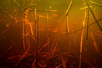 Debris of reed, other aquatic plants and wood in a small creek, colour caused by dissolved tannins. Berner Seeland, between Lake Morat and Lake Neuchatel, Witzwil, Canton of Berne, Switzerland, April....