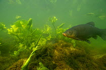 Tench (Tinca tinca), male, close to the nest with the female (see the caudal fin) with European white waterlily (Nymphaea alba) on the bed of Lake Morat, close to Faoug, Canton of Fribourg, Switzerlan...