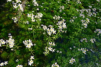 Water Violets (Hottonia palustris), natural woodland pond, Shatsky National Natural Park, Volyn Oblast, Ukraine, May.