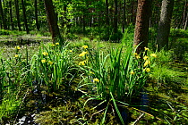 Yellow Iris (Iris pseudacorus), natural woodland pond, Shatsky National Natural Park, Volyn Oblast, Ukraine, May.