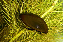 Scavenger water beetle (Hydrophilius aterrimus)m among Water Violet (Hottonia palustris), Shatsky National Natural Park, Ukraine, controlled conditons, May.