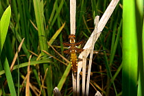 Four-spot chaser dragonfly (Libellula quadrimaculata), recently emerged resting on old Bulrush (Typha latifolia) stem, pond, Milton Keynes, Bcukinghamshire, England, June 2019.