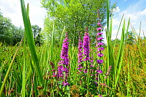 Purple Loosestrife (Lythrum salicaria) growing beside a kettle hole pond, Waterloo Nature Reserve, Herefordshire, England, July.