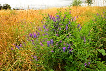 Tufted Vetch (Vicia cracca) growing on a brownfield site against a backdrop of grasses, Worcester, England, July.