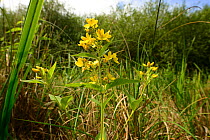 Yellow loosestrife (Lyisimachia vulgaris), Moccas Park National Nature Reserve, Herefordshire, England.