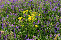 Common ragwort (Senecio jacobaea) surrounded by Tufted vetch (Vicia cracca), on a brownfield site, Worcester, England, July.