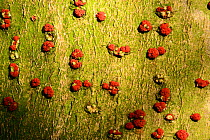 Coral Spot (Nectria punnicea var. ilicis) an Ascomycota fungus on Holly (Ilex aquifolium) bark, ancient semi-natural woodland, Herefordshire Plateau, England, February.