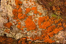 Orange Alga (Trentepohlia sp.) on damp rocks, Brecon Beacons National Park, Carmarthenshire, Wales, March.