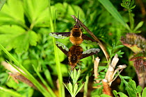 Dark-edged Bee-flies (Bombylius major) mating, Shrawley Wood, SSSI, Worcestershire, England, April.