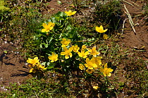 Marsh marigold (Caltha palustris) Black Mountains, Brecon Beacons National Park, Breconshire, Wales, May.