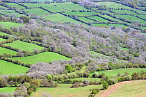 Aerial view of Ash (Fraxinus excelsior) woodland in bud contrasting with other deciduous trees and shrubs, Craswell, Herefordshire, England viewed from the Black Mountains, May 2019.