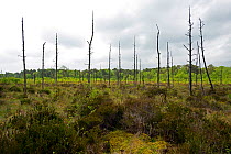 Chartley Moss floating peat bog or schwingmoor with Ghost Forest of dead Scots Pines (Pinus sylvestris), AONB, SSSI, Ramsar site and National Nature Reserve, Staffordshire England, May.