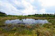 Oligotrophic pool at Chartley Moss schwingmoor or floating peat bog with Common Cotton-grass ( Eriophorum angustifolium) and Sphagnum bog moss, AONB, SSSI and National Nature Reserve, Staffordshire, E...