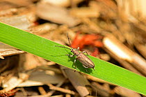 Reed Beetle (Donacia cinerea), Shatsky National Natural Park, Volyn Oblast, Ukraine, May.