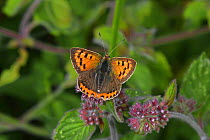 Small Copper butterfly (Lycaena phlaeas) basking on Water Mint (Mentha aquatica), wet meadow, Herefordshire, England, August