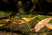 Southern Hawker (Aeshna cyanea) egg-laying on moss-covered fallen trunk, Blakemere, Herefordshire, England, September.