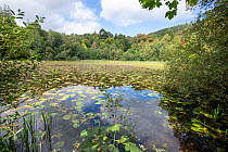 Pond on Castlewellan Forest Park with Yellow Water-lily (Nuphar lutea), County Down, Northern Ireland, September.