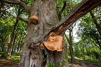 Dryad&#39;s Saddle (Polyporus squamosus) on Beech (Fagus sylvatica), Castlewellan Forest Park, County Down, Northern Ireland, September