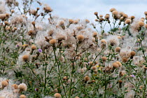 Creeping thistle (Cirsium arvense), seed heads, brownfield site, Worcester, England, August.